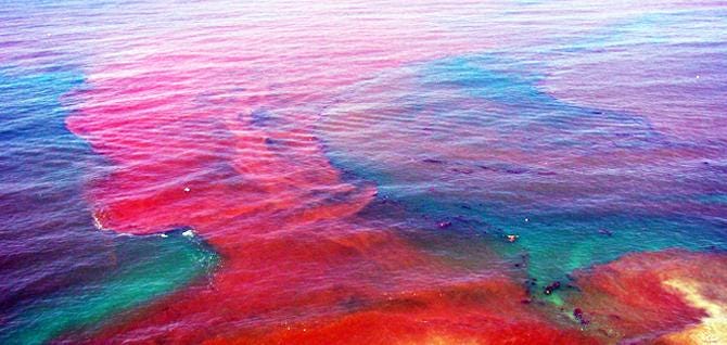 Red Red Tide