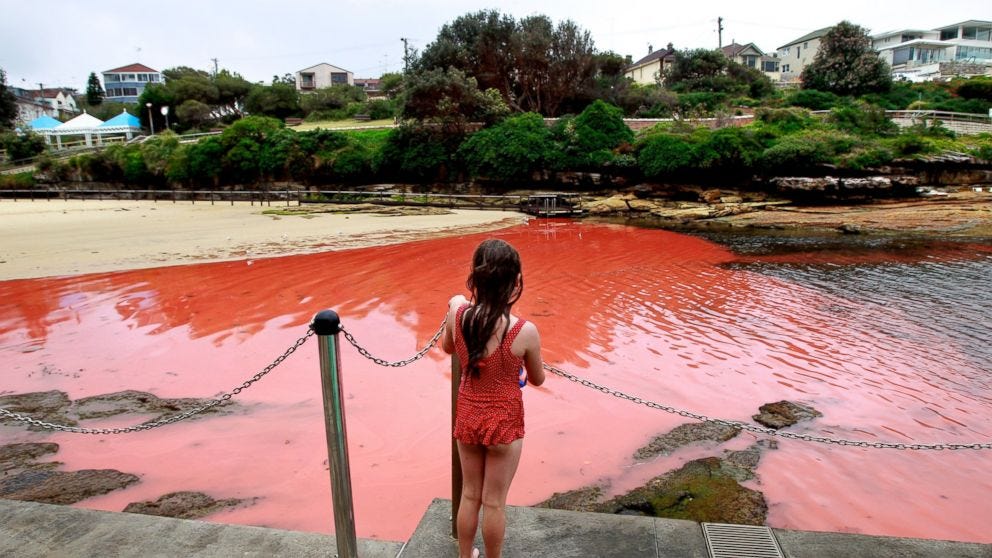 Red Tide, Sydney Australia