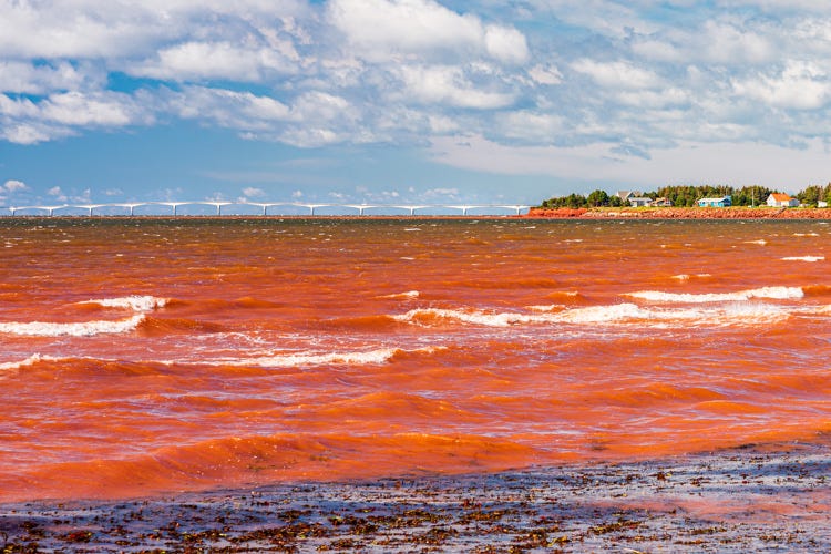 Red Tide on the Coast: