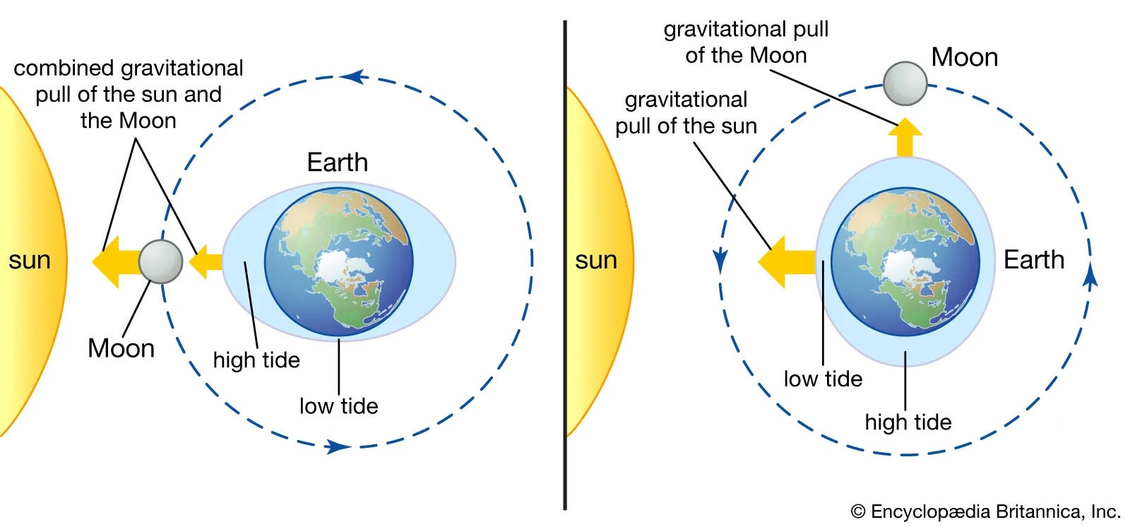 Tidal bulge diagram showing high tides on opposite sides of Earth